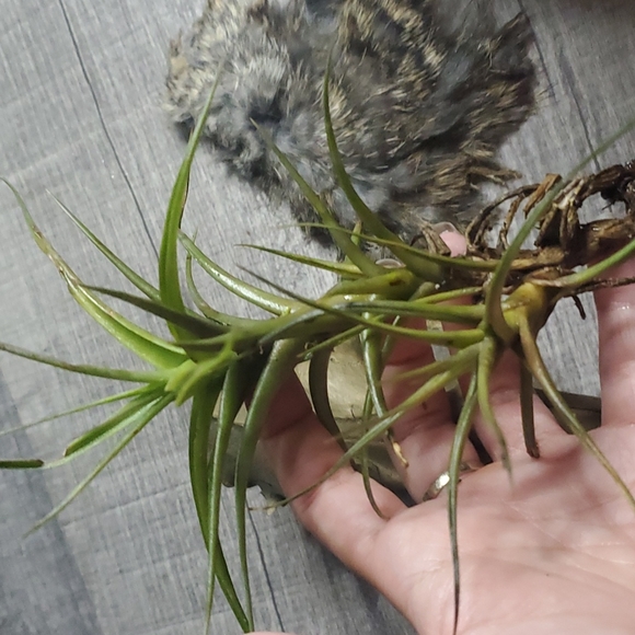 Beaver Skull - Picture 3 of 5